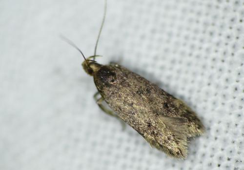Réf. 263 138 : Bryotropha senectella